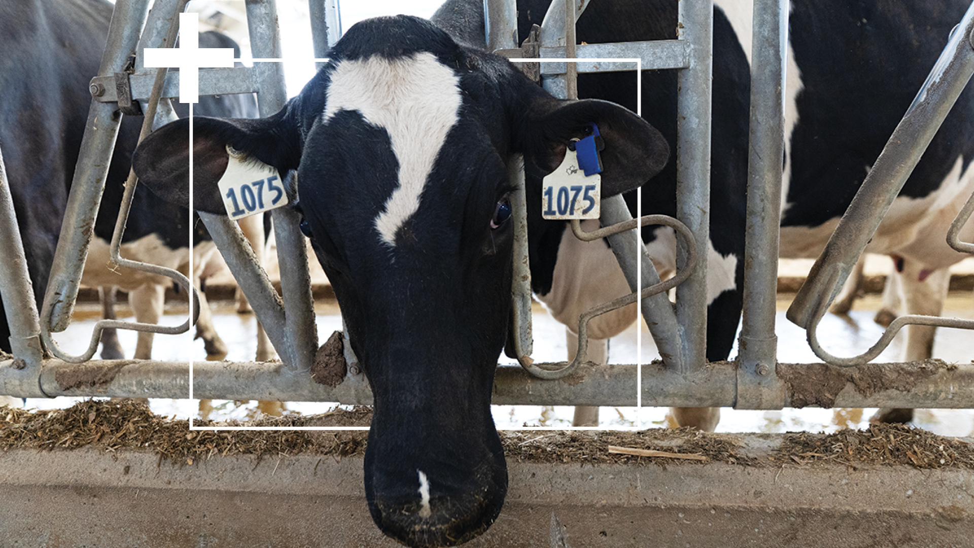 Behavior Analysis helps find cows in heat